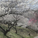 春の絶景！3万5000本の紅白梅林を目指すバスサンド　3月20日（月）19時からテレ朝